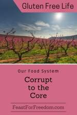Pinterest mini image - Our food system - corrupt to the core with an orchard of fruit trees with pink blossoms