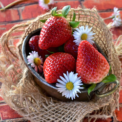 Fresh strawberries in a small tin bucket