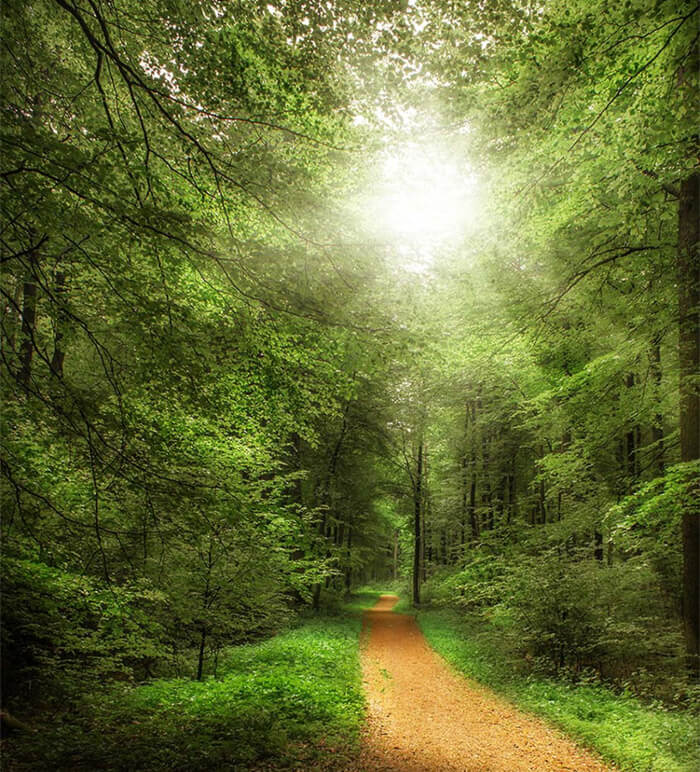 Forest path with sun shining through the trees